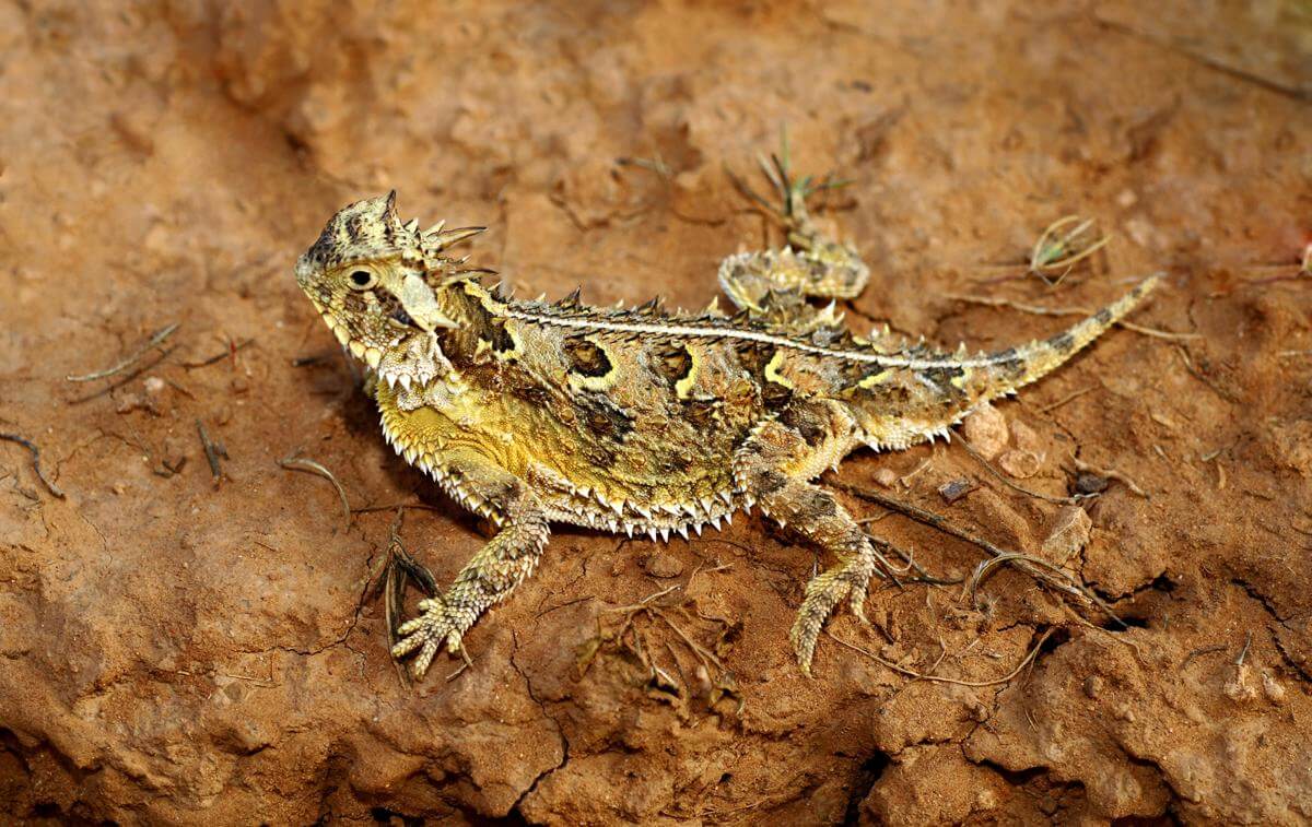 lizard's existence